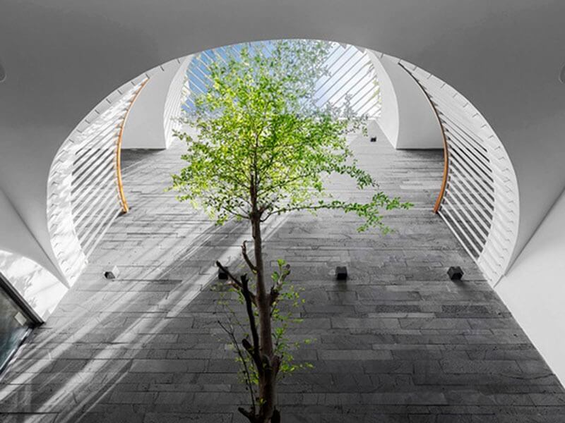 Cây xanh phát triển trong không gian kiến trúc hiện đại với ánh sáng tự nhiên, mang lại cảm giác thoáng đãng.