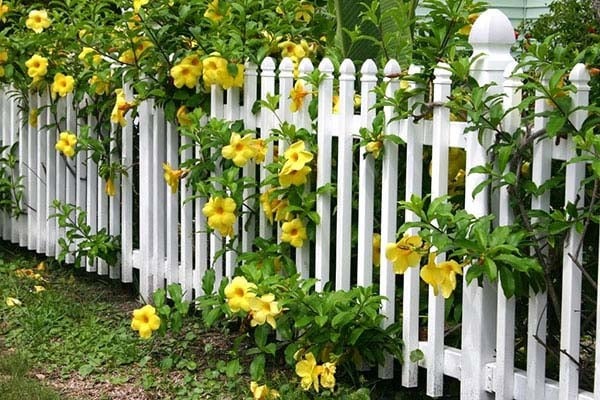 Hàng rào trắng với hoa vàng nở rộ, tạo không gian tươi mát và gần gũi với thiên nhiên.