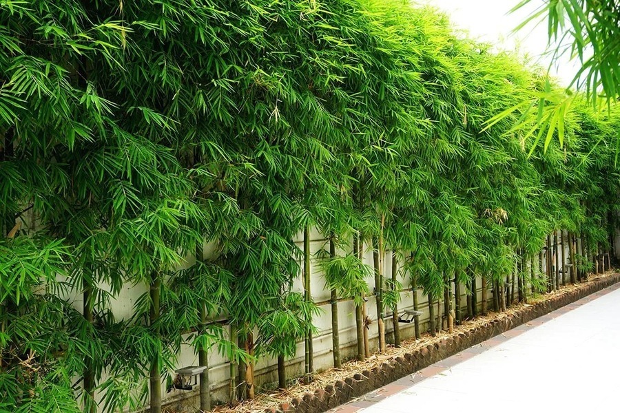 Hàng tre xanh mướt bên lối đi; bức tường xanh tự nhiên tạo không gian yên bình, thư giãn.