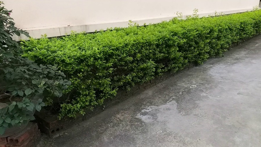 Hàng rào cây xanh tươi tốt cạnh lối đi bê tông, tạo không gian xanh và hòa hợp với thiên nhiên.