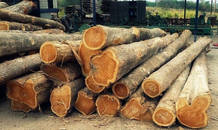 Các khúc gỗ tròn xếp chồng, sẵn sàng cho quá trình cưa xẻ tại nhà máy chế biến gỗ.