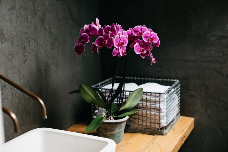 Chậu lan hồ điệp tím đặt trên bàn gỗ gần bồn rửa, cạnh rổ khăn tắm trong phòng tắm hiện đại.