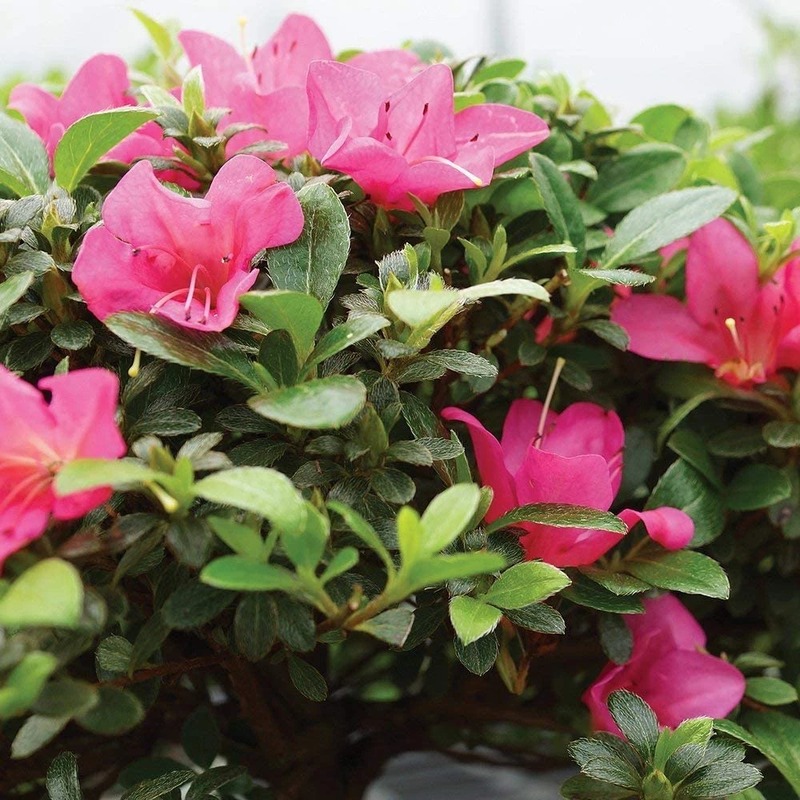 Bụi hoa đỗ quyên màu hồng tươi giữa lá xanh, nở rực rỡ trong ánh sáng tự nhiên.