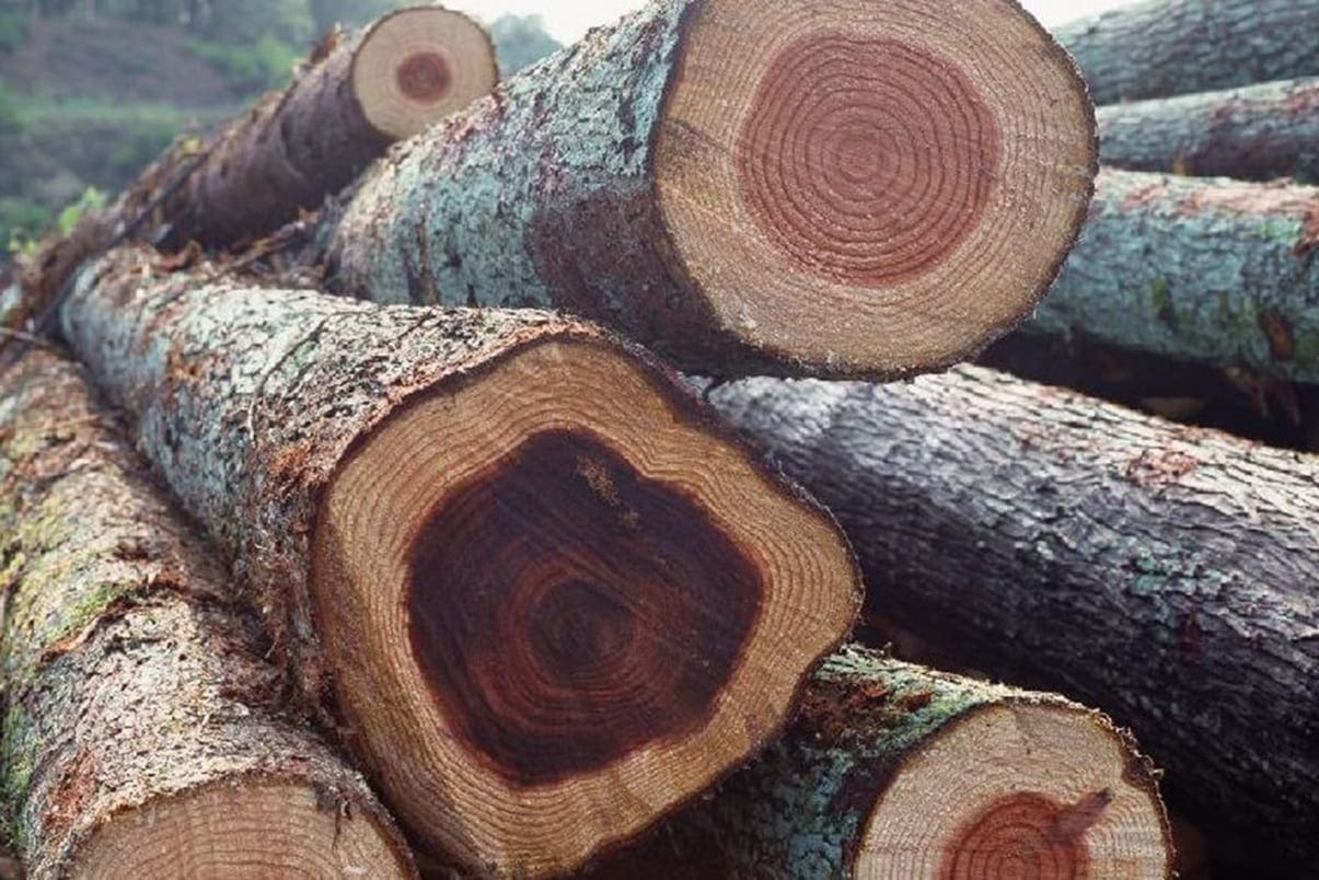 Gỗ thông vừa cắt xếp chồng trong rừng, thể hiện vân gỗ và lớp vỏ màu xanh rêu.