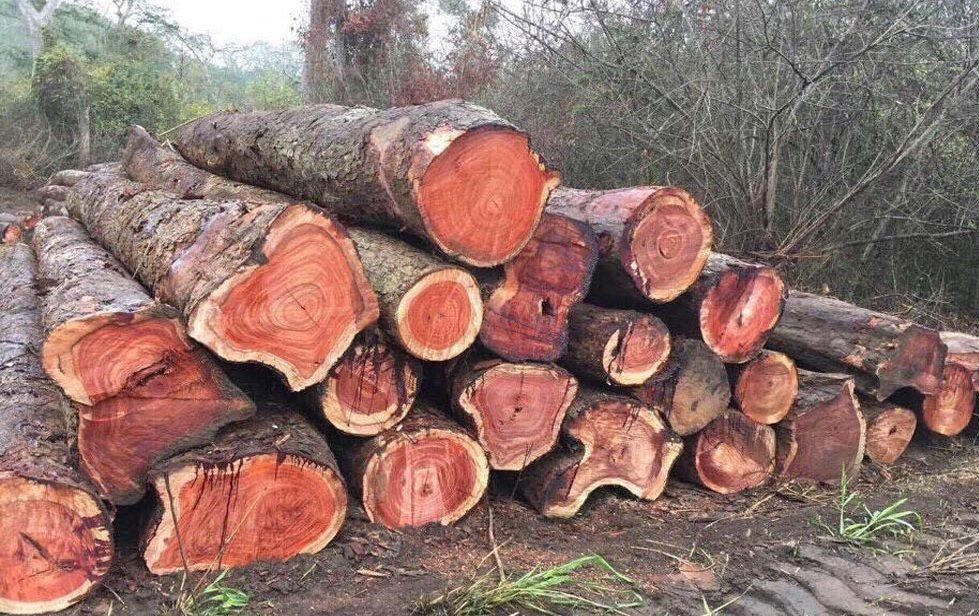 Đống gỗ tròn xếp chồng trong rừng, các vòng gỗ nổi bật, tượng trưng cho khai thác và tài nguyên thiên nhiên.