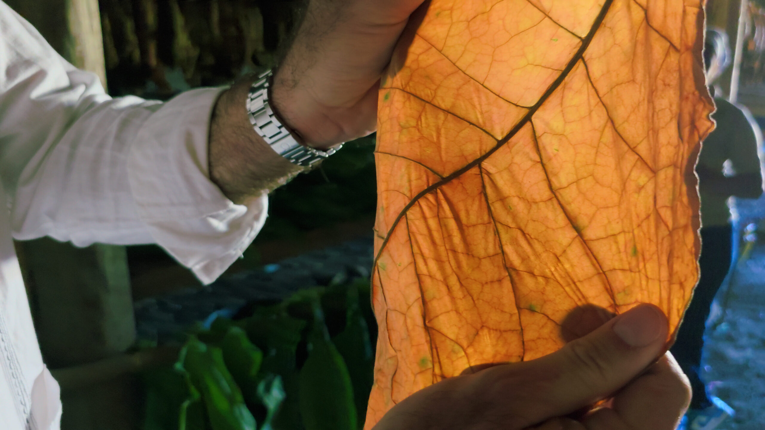 13-2-scaled-1 Người cầm chiếc lá khô, ánh sáng xuyên qua, nổi bật vân lá rõ ràng và chi tiết.