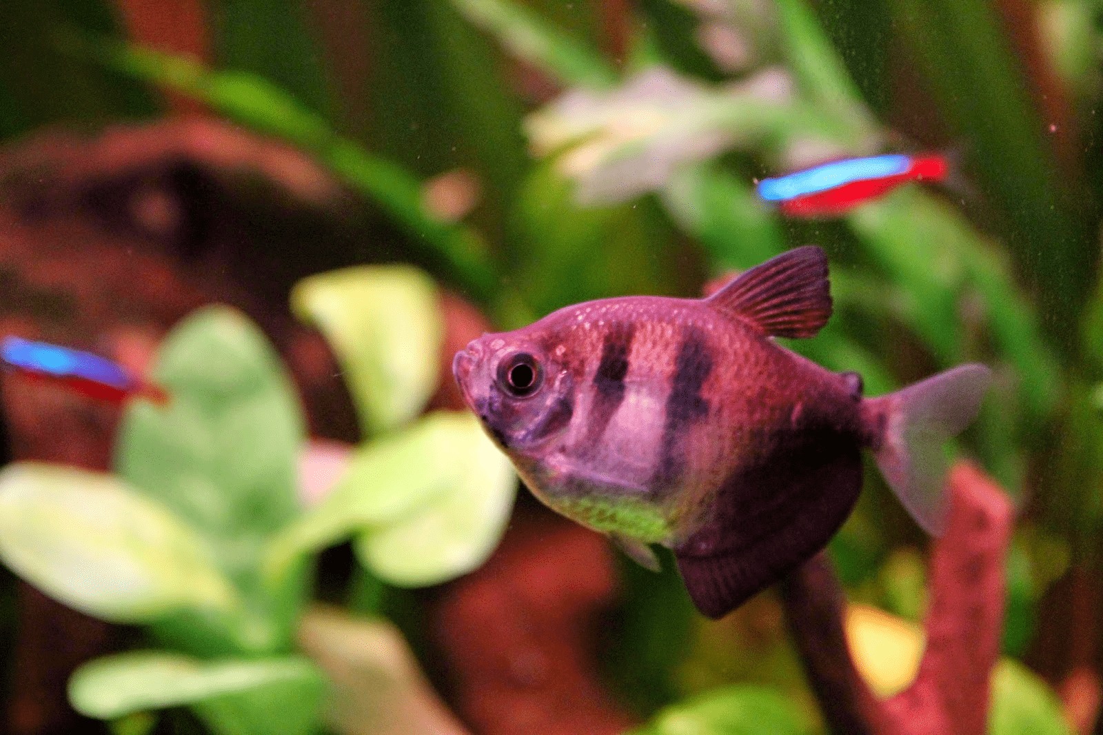 Cá hắc tước bơi trong hồ thủy sinh với cây xanh và cá neon tetra rực rỡ.