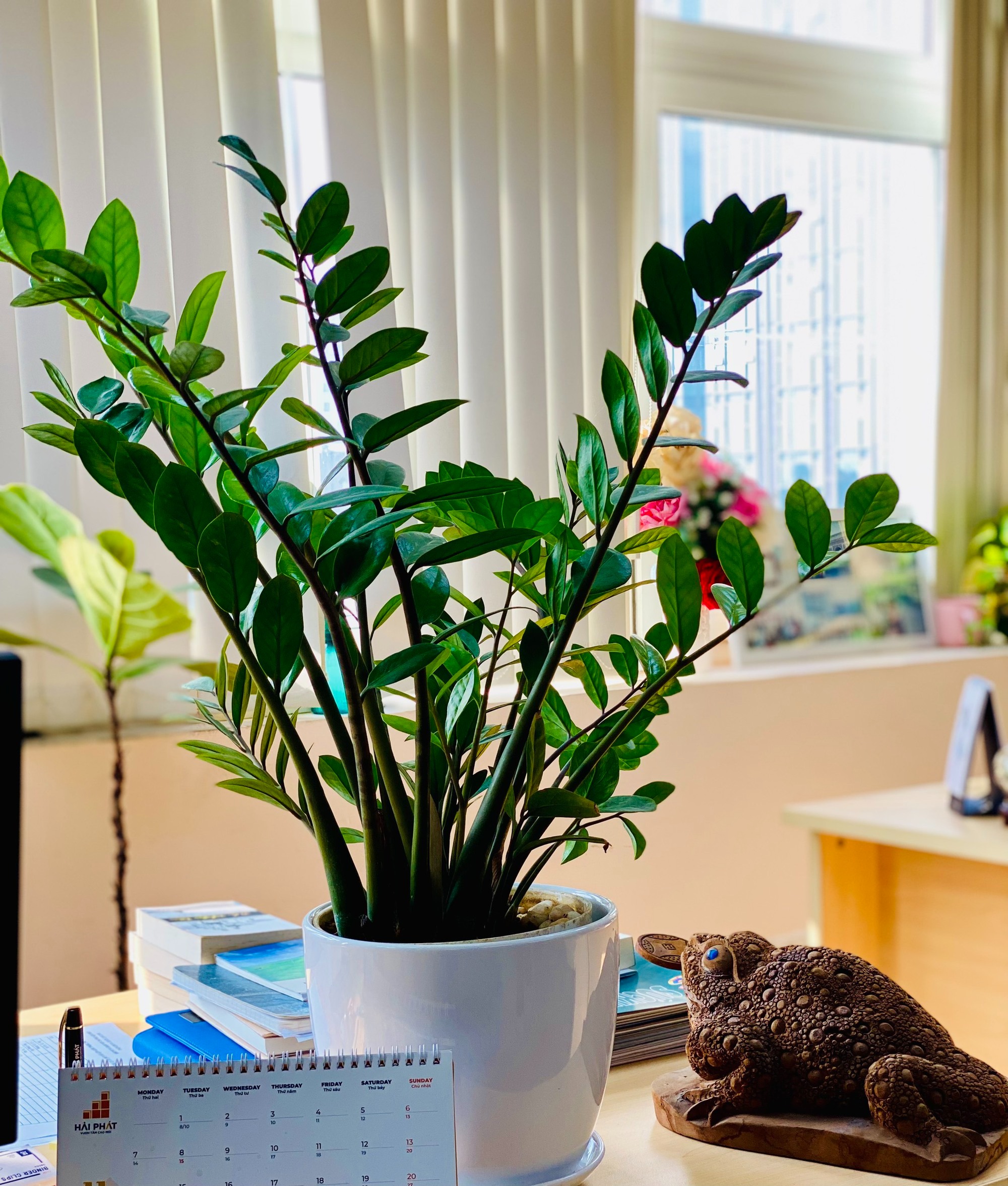 Cây xanh trong chậu trắng trên bàn làm việc, cạnh lịch và tượng cóc trong phòng sáng với ánh nắng qua cửa sổ.