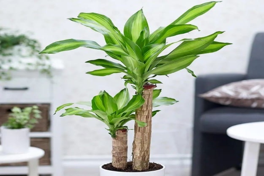 Cây trồng trong nhà với lá xanh tươi sáng trong chậu trắng, phù hợp trang trí không gian sống hiện đại.