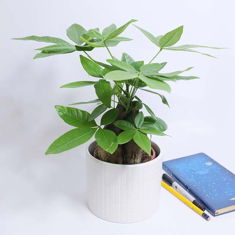 Cây xanh trong chậu trắng cùng cuốn sổ và bút, trang trí gọn gàng trên nền trắng.