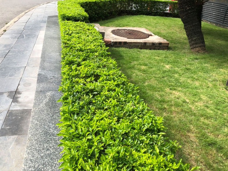 Hàng rào cây xanh tươi dọc vỉa hè lát đá, tạo không gian xanh mát bên cạnh lối đi bộ.