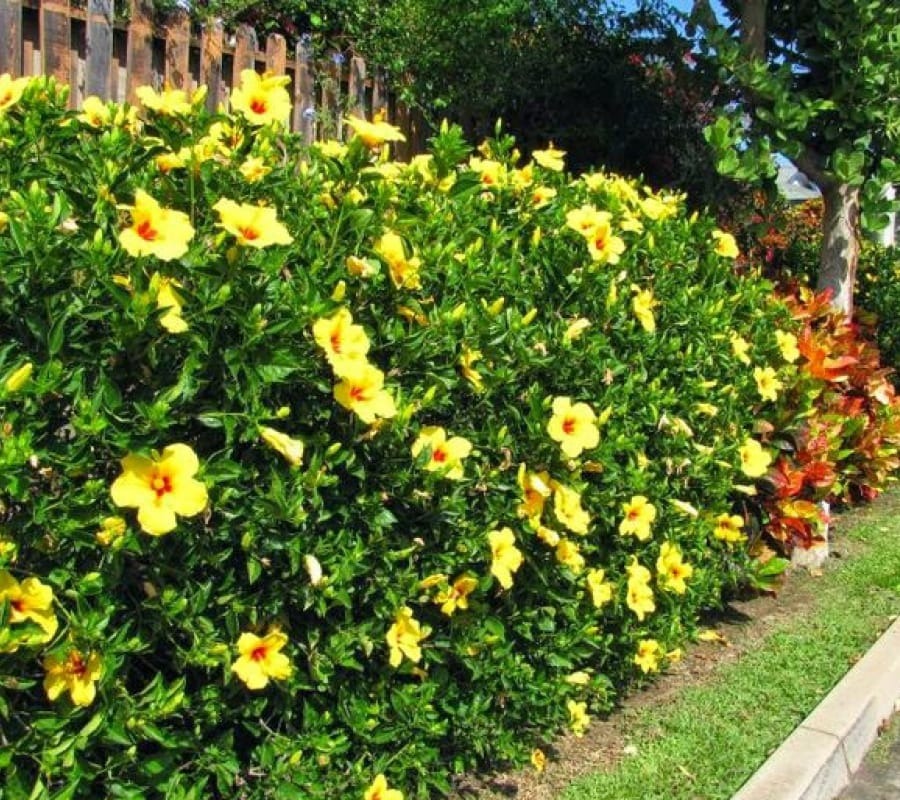 Bụi hoa râm bụt vàng nở rực rỡ dưới ánh nắng gần hàng rào gỗ, tạo cảnh sắc thiên nhiên tươi đẹp và tràn đầy sức sống.