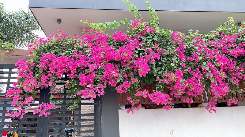 Giàn hoa giấy màu hồng rực rỡ leo trên hàng rào, tạo cảnh quan nổi bật cho ngôi nhà hiện đại.