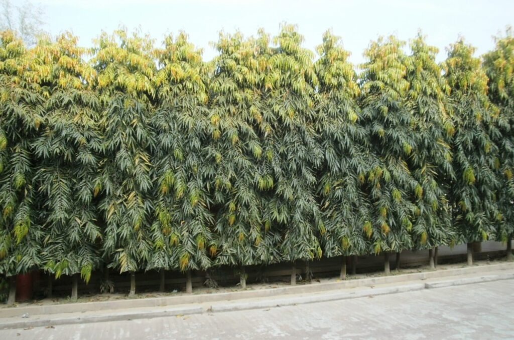 Hàng cây xanh cao ven đường, tạo thành bức tường xanh tự nhiên trong không gian đô thị.