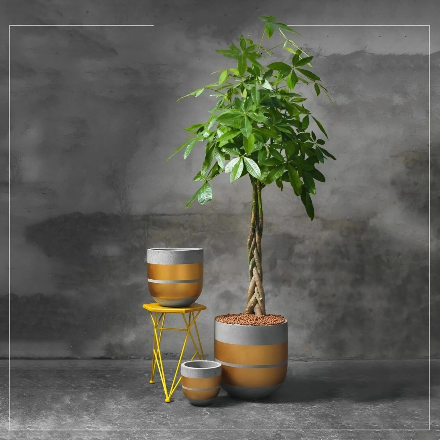 Cây xanh trong chậu bê tông và ghế sơn vàng, nền tường xám, không gian nội thất hiện đại.