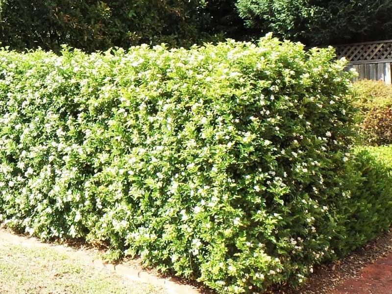 Bụi cây xanh tươi với hoa trắng nhỏ xinh, nằm trong khu vườn yên tĩnh, ánh nắng chiếu sáng cả ngày.