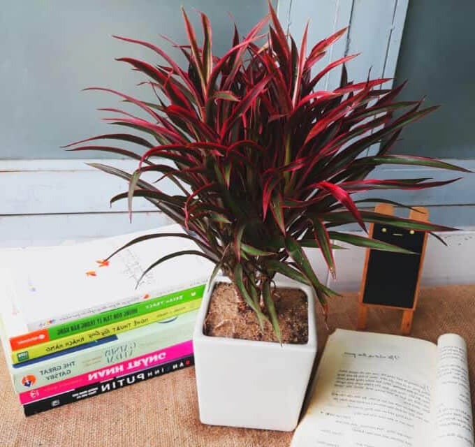 Cây cảnh lá đỏ trong chậu sứ trắng, đặt cạnh sách và bảng nhỏ cạnh cửa sổ.
