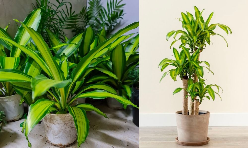 Cây cảnh lá xanh sọc vàng trong chậu, bố trí trong nhà, tạo không gian tươi mát và xanh mượt.