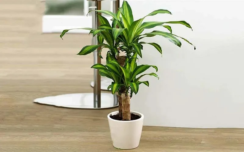 Cây xanh trong chậu trắng đặt trên sàn gỗ, trang trí nội thất hiện đại.