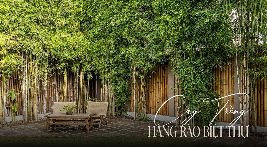 Hàng rào bằng cây tre xanh tự nhiên với ghế gỗ trong sân vườn biệt thự, tạo không gian thư giãn thoải mái.