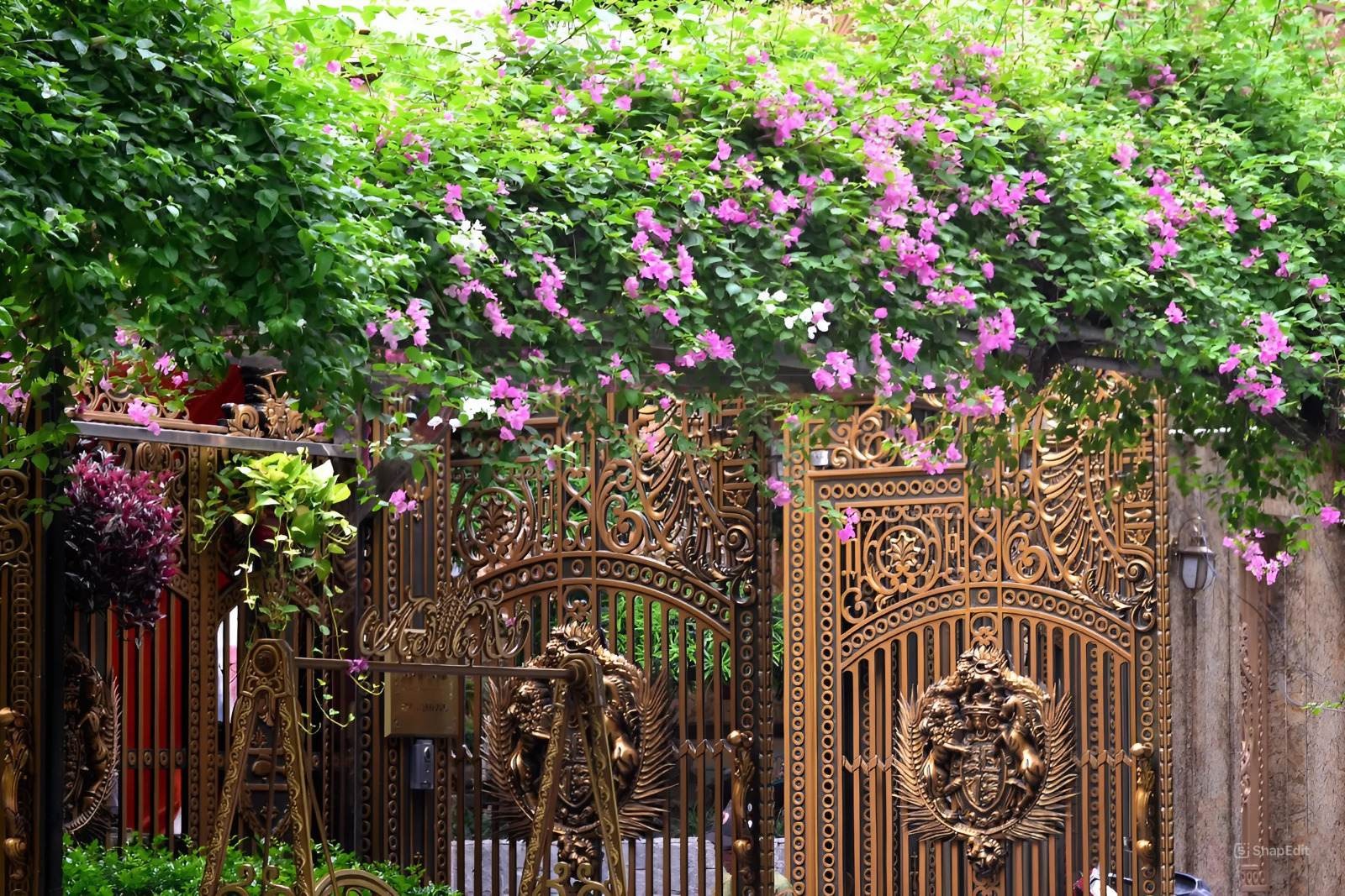 Cổng sắt nghệ thuật với hoa giấy tím nở rực rỡ, tạo không gian xanh mát và sang trọng.