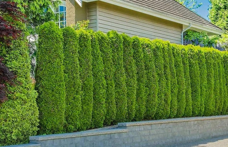 Hàng rào cây xanh tươi tốt bên ngoài ngôi nhà hiện đại, tạo không gian xanh mát và riêng tư.