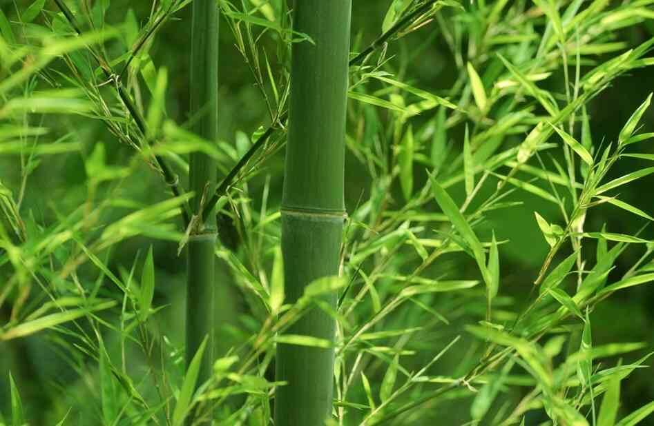 ceo5jb741gvz2qnmsdtf Cây tre xanh tươi với lá mảnh mai, cận cảnh thân tre mạnh mẽ, trong rừng tre tự nhiên.