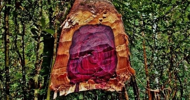 Gỗ thân cây màu tím đỏ độc đáo trong rừng xanh, thể hiện vẻ đẹp tự nhiên và sự đa dạng của thiên nhiên.