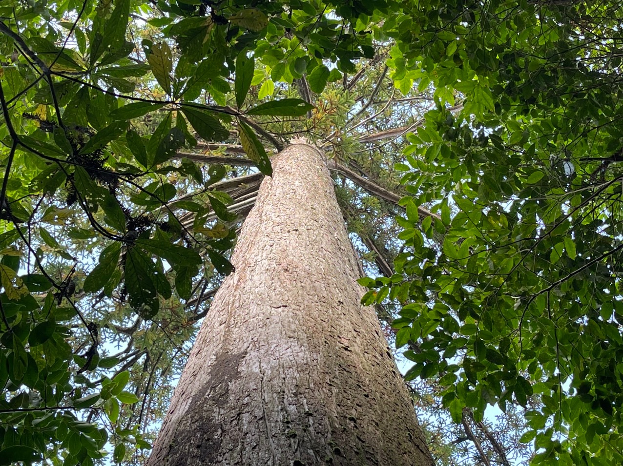 dac-diem-hinh-thai-cua-cay-sa-mu Góc nhìn lên cây cao lớn phủ đầy lá xanh trong rừng, ánh sáng chiếu qua tán lá.