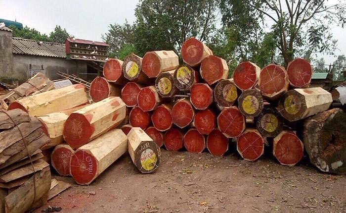 Đống gỗ tròn đang được chồng chất ngoài trời, làm nguyên liệu cho chế biến gỗ tại một xưởng chế biến.