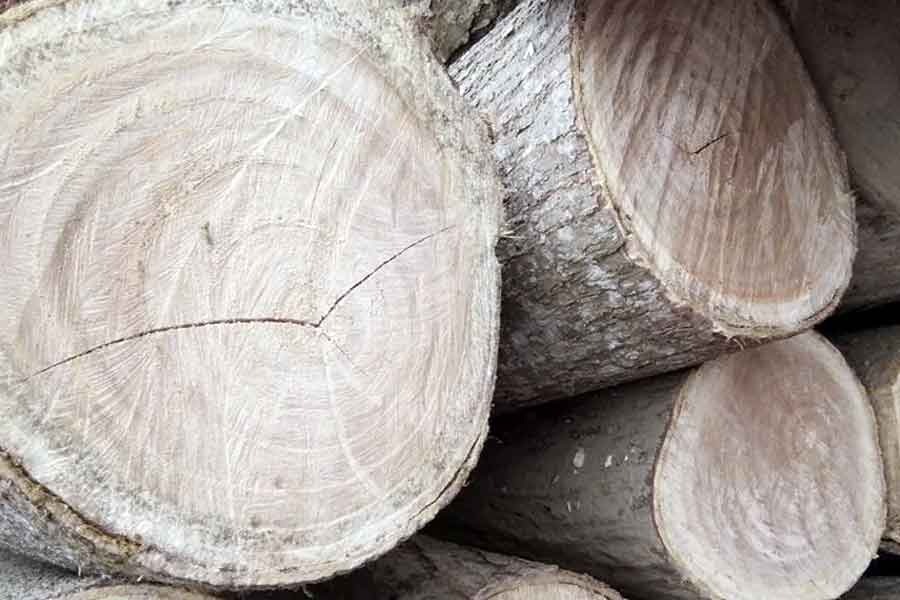 dac-diem-noi-bat-cua-go-lat-nam-phi-3 Khúc gỗ lớn cắt ngang, hiển thị vân gỗ tự nhiên, dùng trong xây dựng và chế tác nội thất.