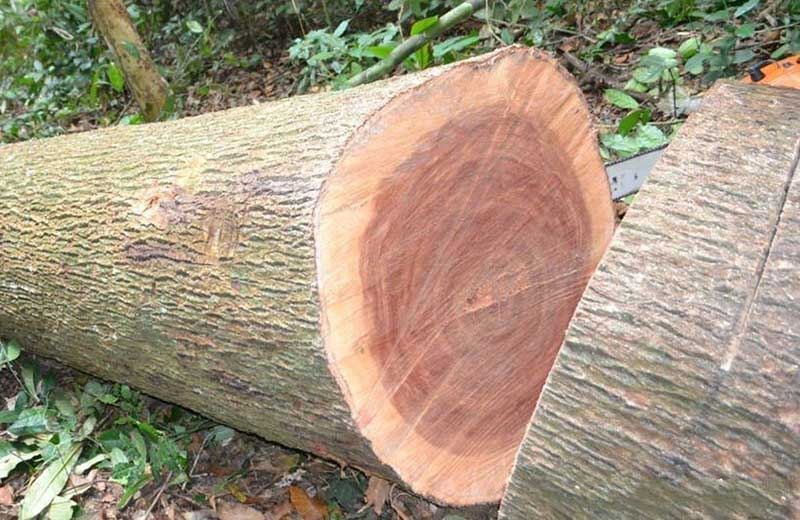 Thân cây gỗ mới cắt nằm trong rừng, thể hiện vân gỗ tự nhiên và kết cấu vỏ.
