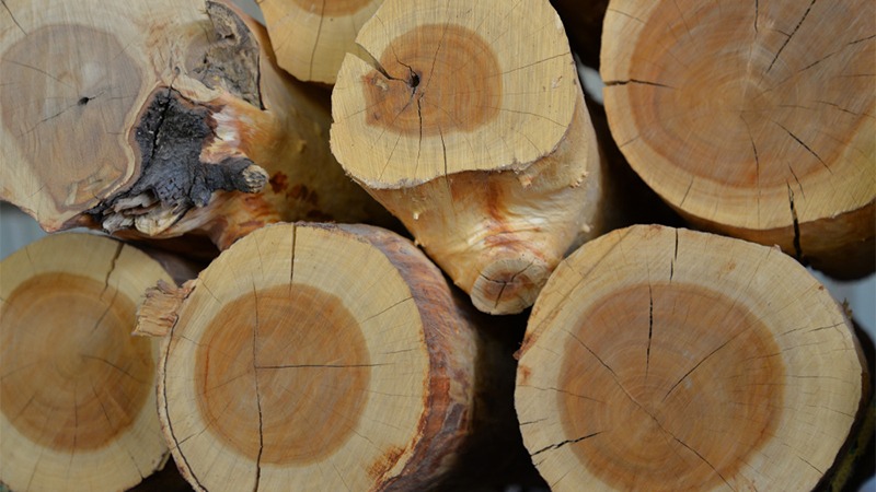 Khúc gỗ tròn xếp chồng lên nhau, bề mặt cắt mịn, vân gỗ tự nhiên rõ nét.