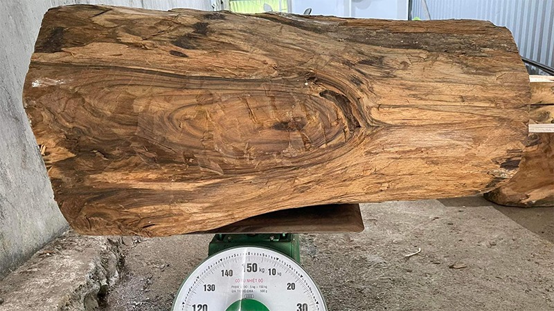 Khúc gỗ lớn nằm trên cân, mặt cắt cho thấy vân gỗ đẹp, cân nặng khoảng 150 kg.