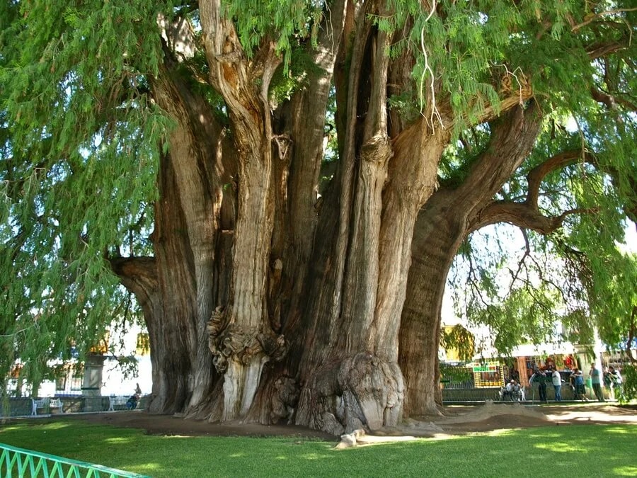 Cây cổ thụ lớn với thân cây to, cành lá xanh tươi, tạo bóng mát trên nền cỏ xanh trong công viên.