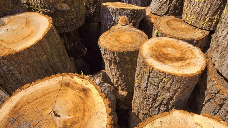 Các khúc gỗ lớn đã được cắt, xếp thành đống, bề mặt nhẵn và vân gỗ rõ nét dưới ánh sáng mặt trời.