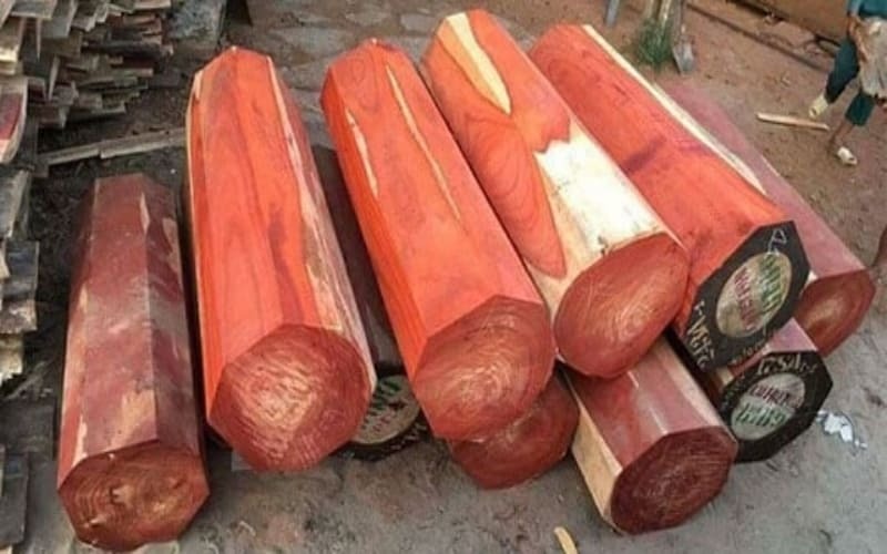 Các khúc gỗ tròn đỏ tươi xếp cạnh nhau trên mặt đất, chuẩn bị cho chế tác nội thất.
