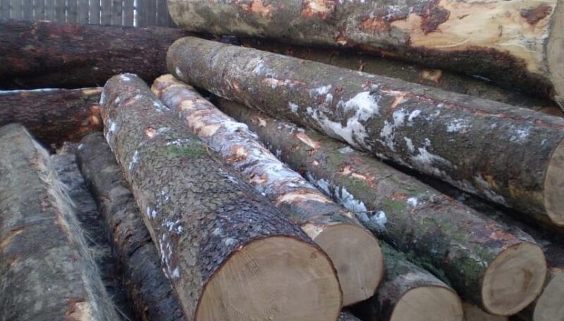 Đống gỗ tròn lớn xếp chồng lên nhau, chuẩn bị chế biến hoặc vận chuyển.