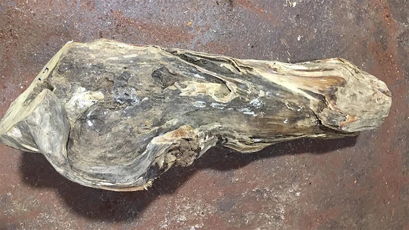 Khúc gỗ mục nằm trên nền đất màu nâu, bề mặt nhám và có vân tự nhiên.