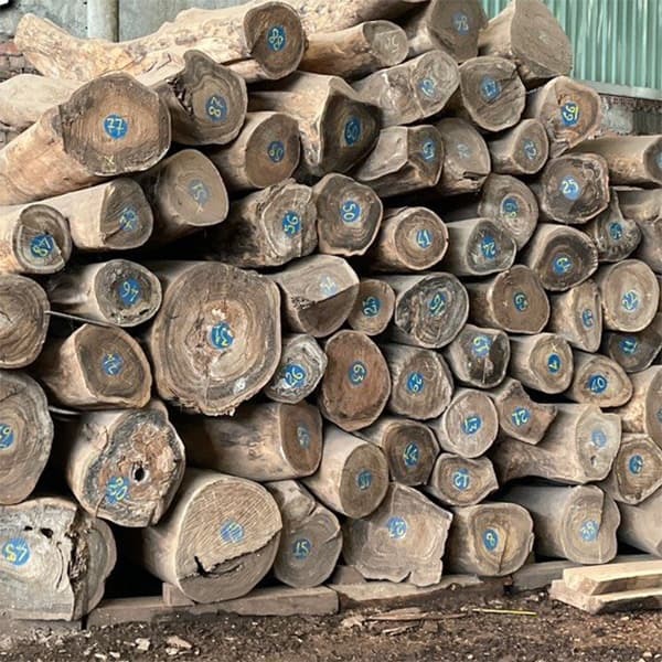 Gỗ tròn xếp chồng, có đánh số màu xanh, lưu trữ tại xưởng để chế biến và sử dụng trong xây dựng.