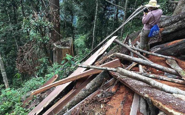 go-sa-mu-co-kha-nang-chong-moi-mot Người chụp ảnh tại khu vực phá rừng, cây gỗ bị đốn hạ, gỗ nằm ngổn ngang trong khu rừng già.