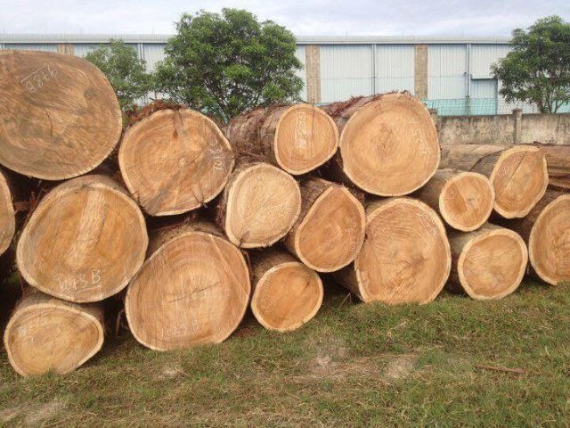 Khúc gỗ lớn chồng lên nhau ngoài trời, chuẩn bị cho quy trình xử lý và sản xuất gỗ tại khu công nghiệp.