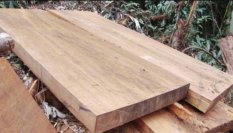 go-sa-mu-thuoc-nhom-may Ván gỗ lớn nằm giữa rừng, chuẩn bị cho công việc chế biến hoặc xây dựng.