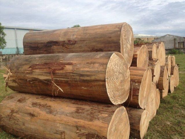 Đống gỗ tròn lớn xếp chồng trong sân kho, chuẩn bị cho chế biến công nghiệp.