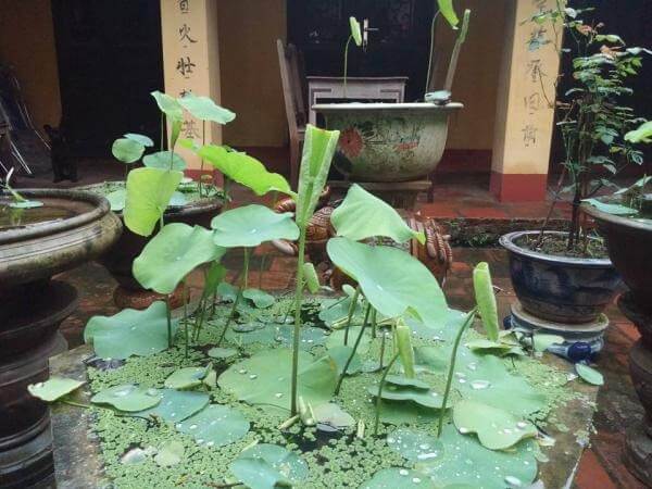 Chậu cảnh với cây sen tươi tốt trong khuôn viên nhà cổ Việt Nam.