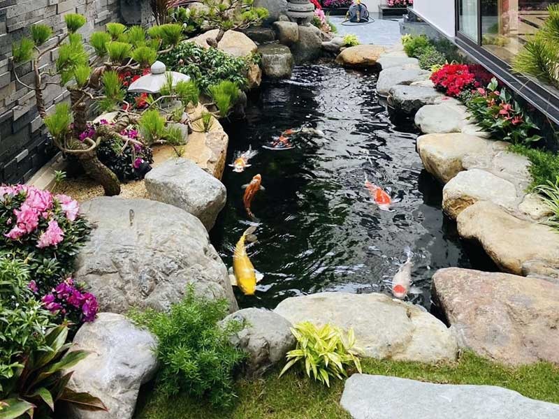 Hồ cá Koi ngoài trời với cá nhiều màu sắc, xung quanh là đá và cây cảnh xanh tươi.