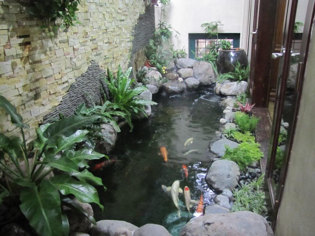 Hồ cá Koi trong sân vườn với cây xanh và đá trang trí, tạo không gian thư giãn tự nhiên.