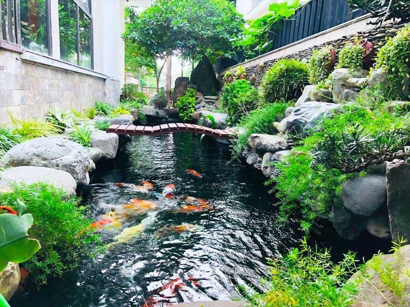 Hồ cá Koi đẹp với cây xanh và cầu gỗ nhỏ tạo không gian thư giãn trong vườn.