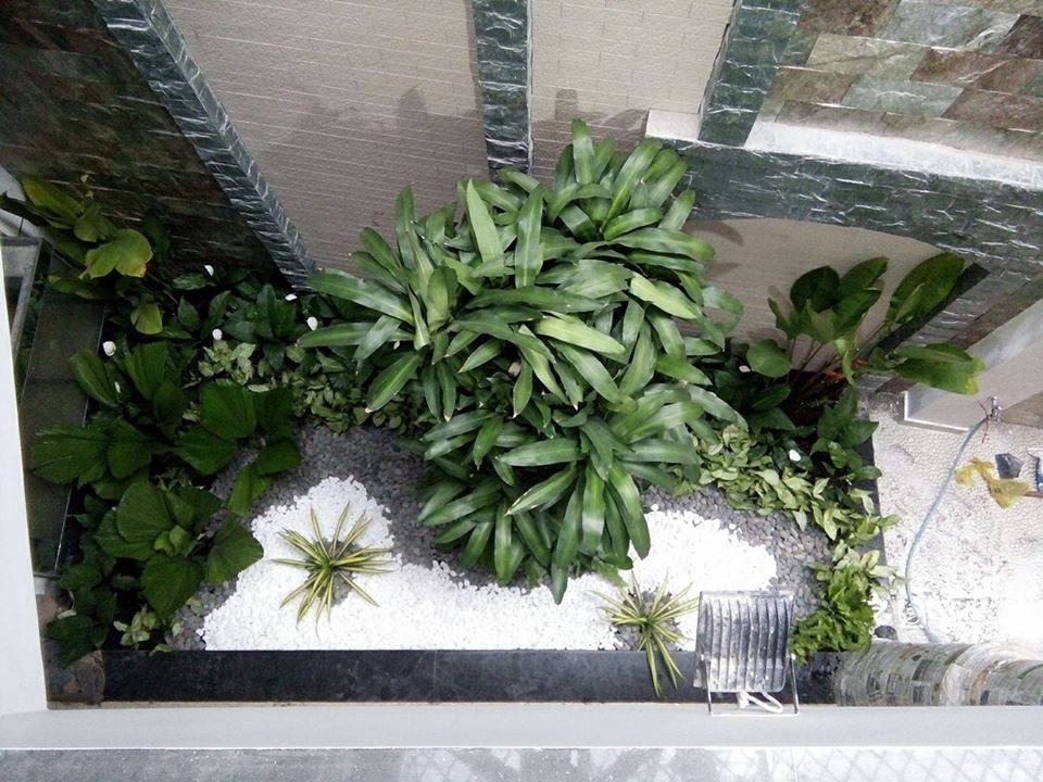Khu vườn nhỏ trong nhà với cây xanh và đá trắng, tạo không gian thư giãn gần gũi thiên nhiên.