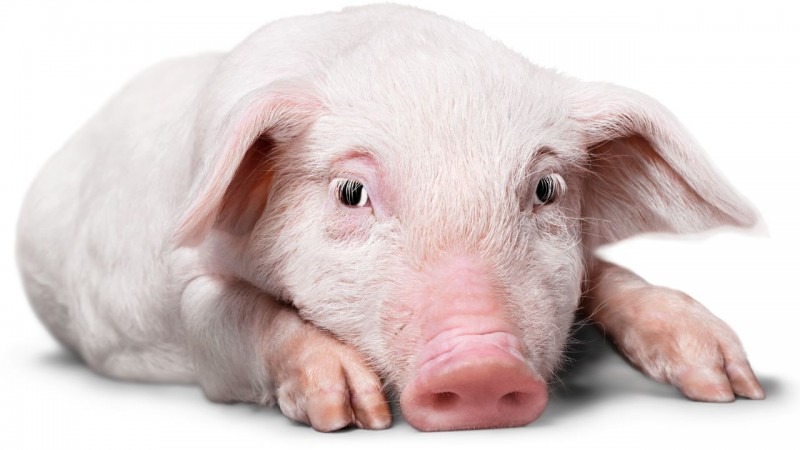 Chú heo con màu hồng nhạt đang nằm nghỉ ngơi, đôi mắt nhìn thẳng, tạo cảm giác dễ thương và hiền lành.